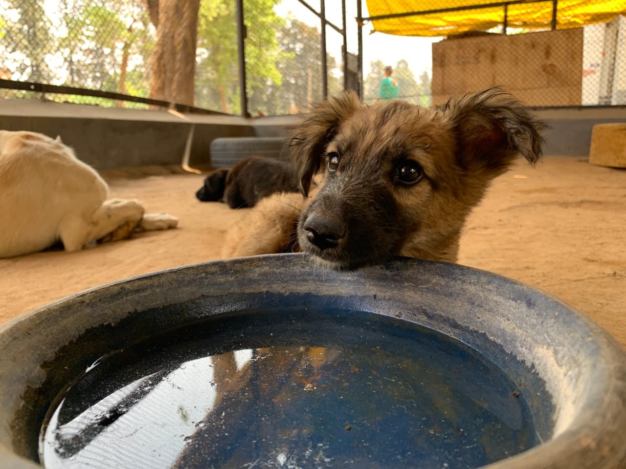 Rescued Dog